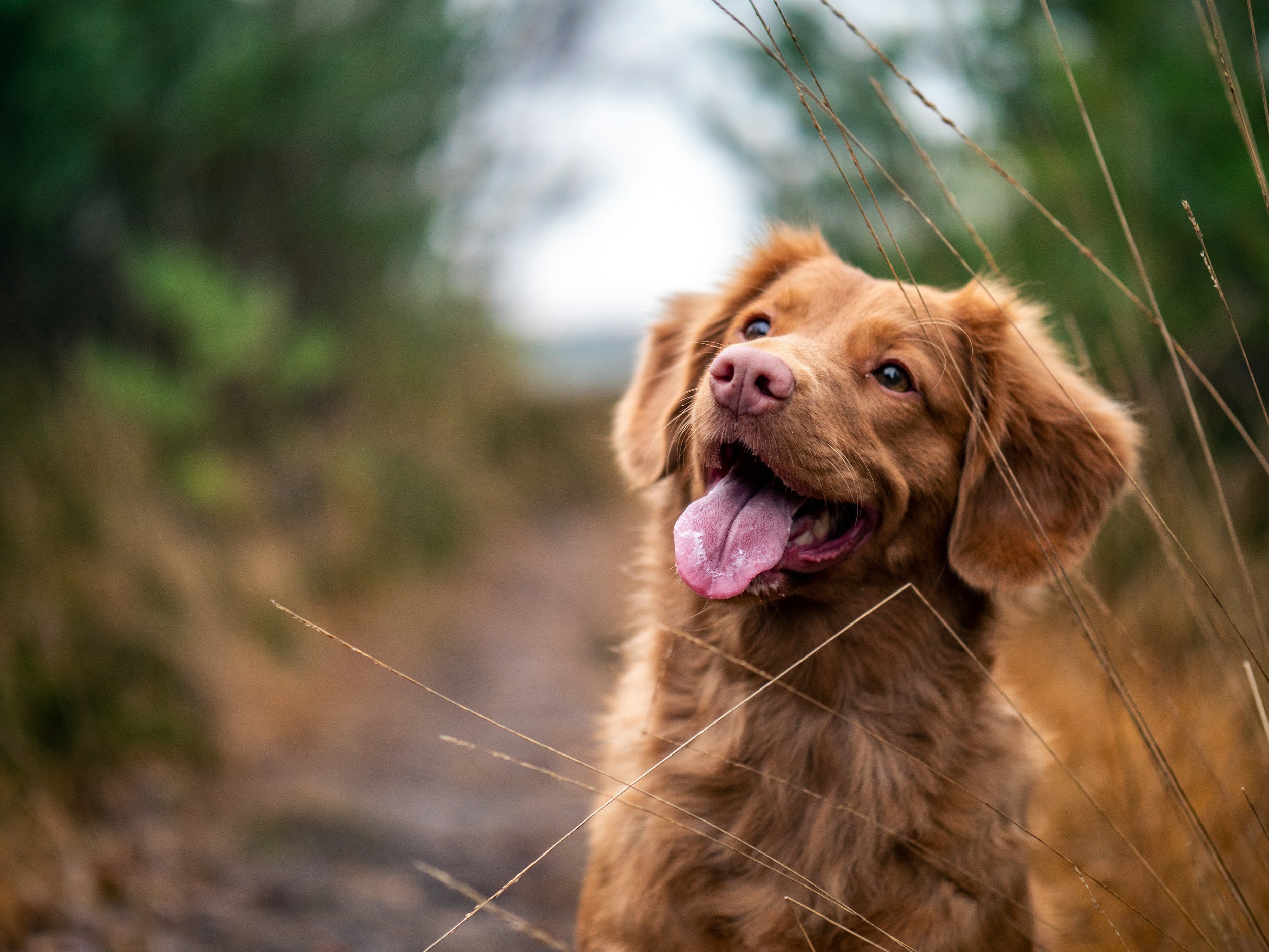 Happy dog