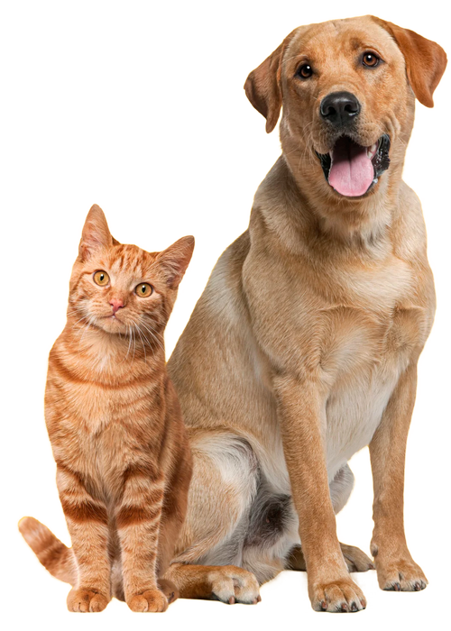 Happy dog and cat contact